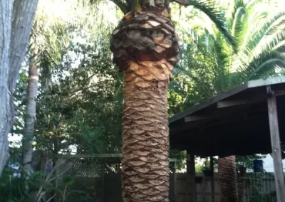 Best tree service