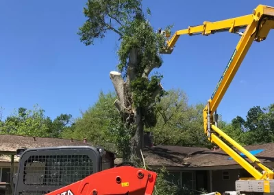 Dependable tree expert