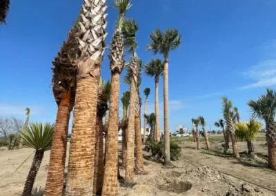 Excellent tree care