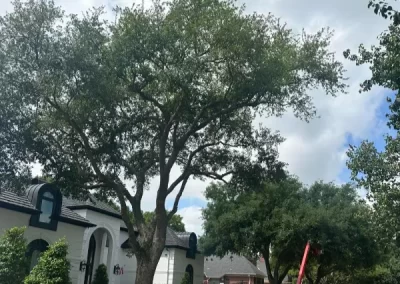 Excellent tree expert