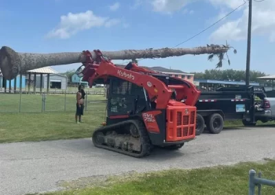 Professional tree expert