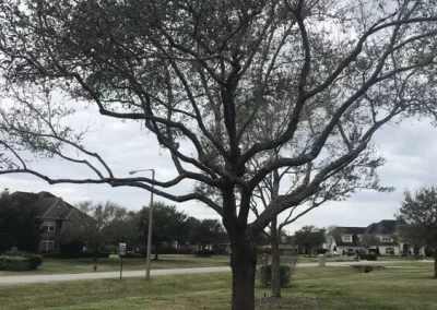 Quality tree service