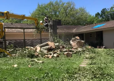 Superb tree expert