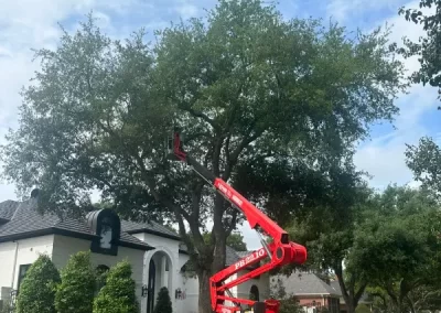 Top-notch tree expert