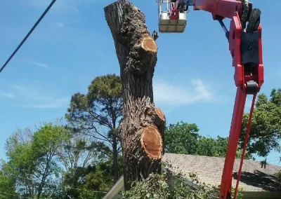 Top-rated tree expert