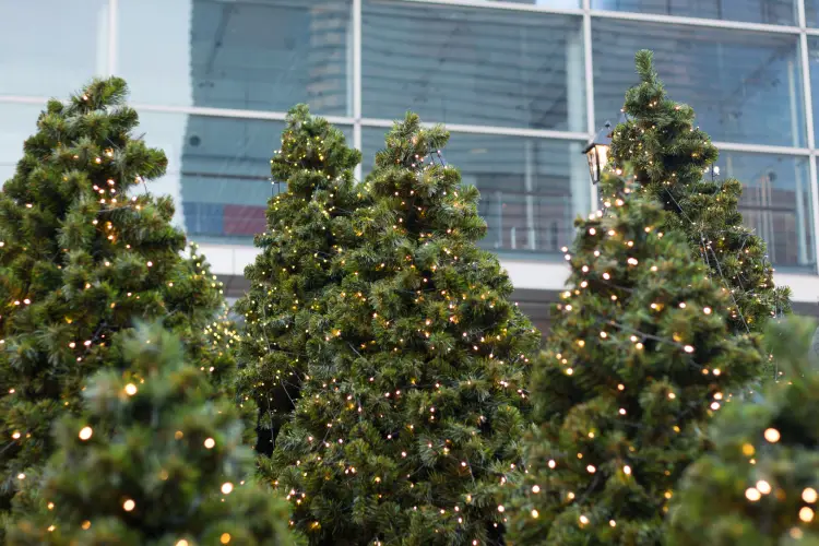 Choosing Safe Electrical Solutions For Tree Lighting Liverpool, TX Choosing Safe Electrical Solutions For Tree Lighting Liverpool, TX